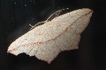 Ampferspanner (Timandra comae)
