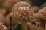 Ziegelroter Schwefelkopf (Hypholoma lateritium)