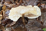 Gefleckter R�bling (Collybia maculata) - ungenie�bar - �lterer Fruchtk�rper im Dezember