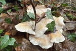 Gefleckter R�bling (Collybia maculata) - ungenie�bar - �ltere Fruchtk�rper im Dezember