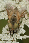 Vierstreifige Pferdebremse (Atylotus rusticus)