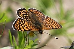 Wegerich-Scheckenfalter (Melitaea cinxia)