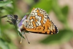 Wegerich-Scheckenfalter (Melitaea cinxia)