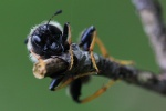 Geiblatt-Keulhornblattwespe (Abia fasciata)