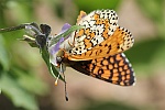 Wegerich-Scheckenfalter (Melitaea cinxia)