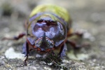 Nashornk�fer (Oryctes nasicornis) - M�nnchen