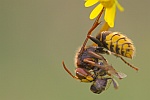 Hornisse (Vespa crabro)