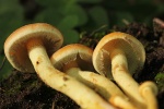 Ziegelroter Schwefelkopf (Hypholoma lateritium)