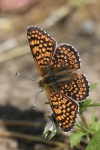 Wegerich-Scheckenfalter (Melitaea cinxia)