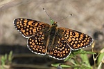 Wegerich-Scheckenfalter (Melitaea cinxia)