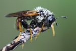 Geißblatt-Keulhornblattwespe (Abia fasciata)