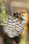 Haus-Feldwespe (Polistes dominula)