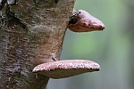 Birkenporling (Piptoporus betulinus)