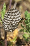 Haus-Feldwespe (Polistes dominula)