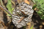 Haus-Feldwespe (Polistes dominula)