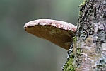 Birkenporling (Piptoporus betulinus)