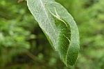 Groer Schillerfalter (Apatura iris)