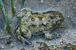 Gelbbauchunke (Bombina variegata)