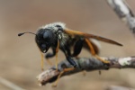 Geiblatt-Keulhornblattwespe (Abia fasciata)