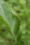 Groer Schillerfalter (Apatura iris)