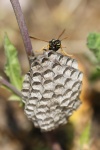 Haus-Feldwespe (Polistes dominula)