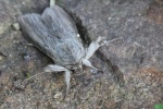 Schatten-M�nch (Cucullia umbratica)