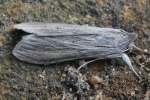 Schatten-M�nch (Cucullia umbratica)
