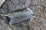 Schatten-M�nch (Cucullia umbratica)