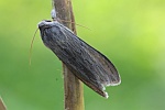 Schatten-M�nch (Cucullia umbratica)