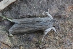 Schatten-M�nch (Cucullia umbratica)