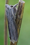 Schatten-M�nch (Cucullia umbratica)
