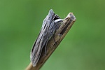 Schatten-M�nch (Cucullia umbratica)