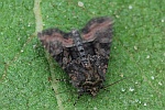 Eulenfalter Oligia (Oligia spe)