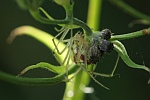 Gewhnliche Ovalspinne (Enoplognatha ovata)
