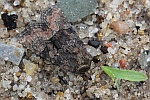 Eulenfalter Oligia (Oligia spe)