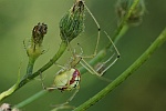 Gewhnliche Ovalspinne (Enoplognatha ovata)