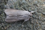 Schatten-M�nch (Cucullia umbratica)