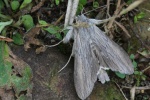 Schatten-M�nch (Cucullia umbratica)