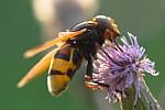 Hornissenschwebfliege (Volucella zonaria)