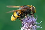 Hornissenschwebfliege (Volucella zonaria)