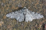 Birkenspanner (Biston betularia)
