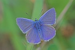 Hauhechelbluling (Polyommatus icarus)