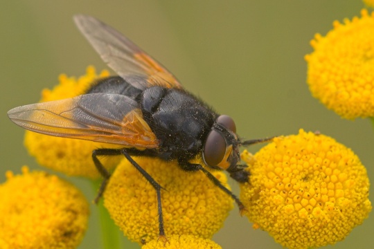 Rinderfliege (Mesembrina meridana)