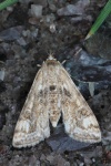 Wasserlinsenznsler (Cataclysta lemnata)