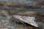 Wasserlinsenznsler (Cataclysta lemnata)