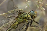 Westliche Keiljungfer (Gomphus pulchellus)