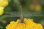 Westliche Keiljungfer (Gomphus pulchellus)