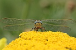 Westliche Keiljungfer (Gomphus pulchellus)