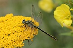 Westliche Keiljungfer (Gomphus pulchellus)