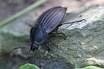 Starkgerippter Geradschienen-Aaskäfer (Silpha carinata)
